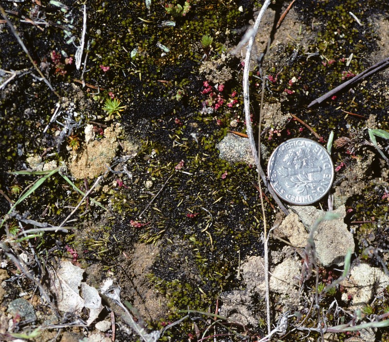 Mexican Pleuridium Moss photo 2