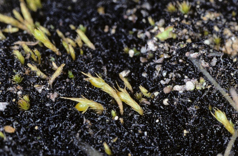 Mexican Pleuridium Moss photo 3