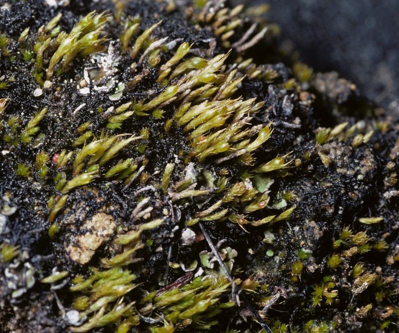 Mexican Pleuridium Moss