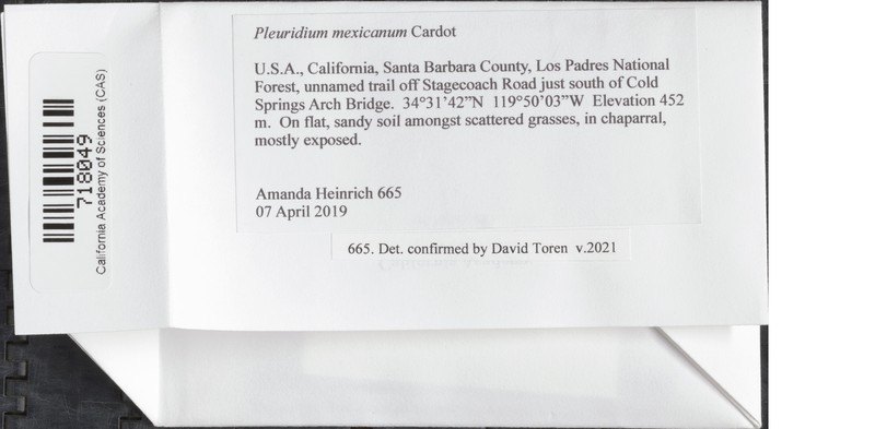 Mexican Pleuridium Moss