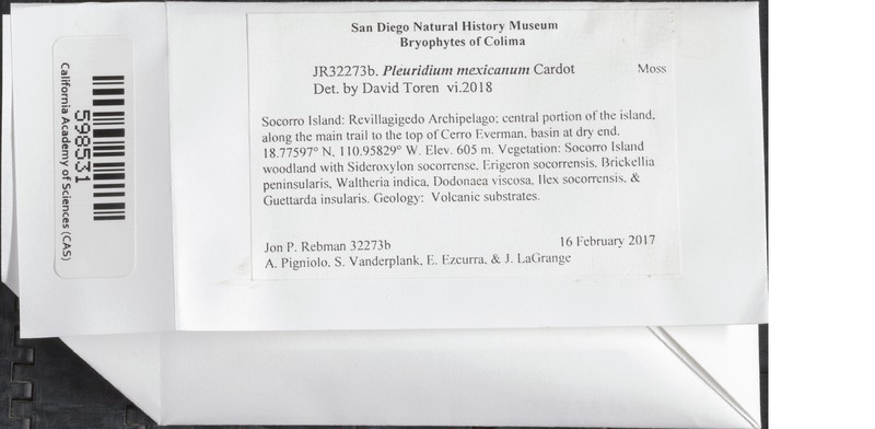 Mexican Pleuridium Moss photo 4