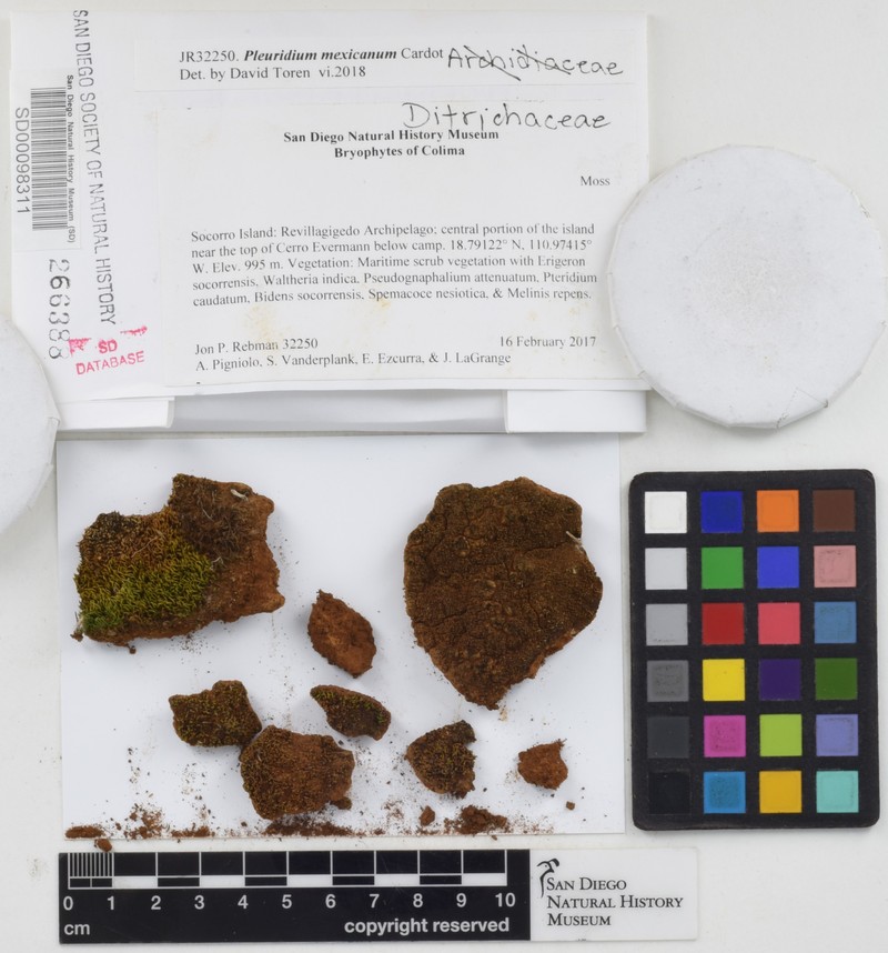 Mexican Pleuridium Moss photo 5