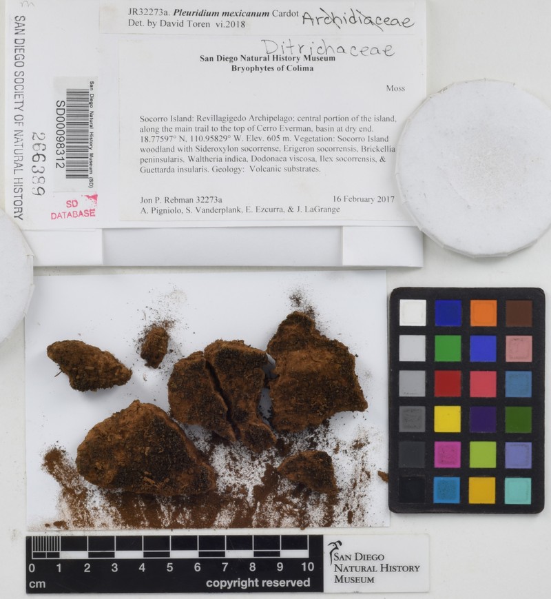 Mexican Pleuridium Moss photo 6