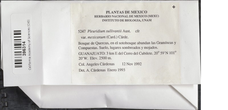 Mexican Pleuridium Moss photo 8