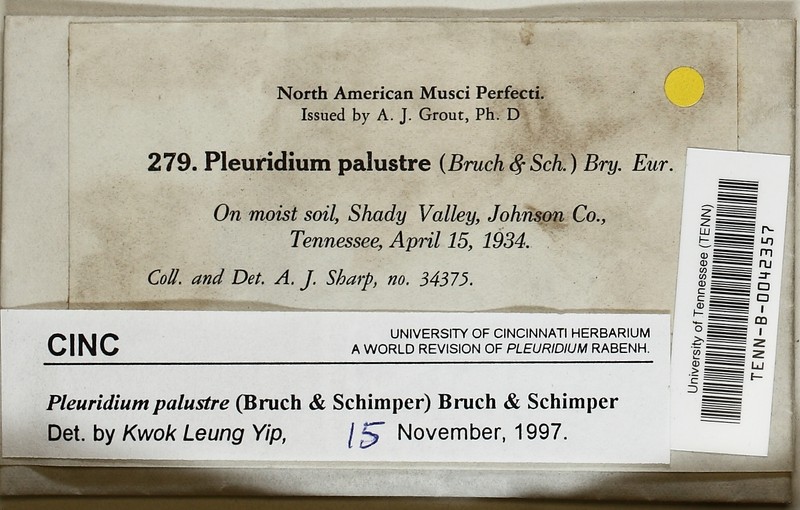 Prairie Pleuridium Moss photo 5