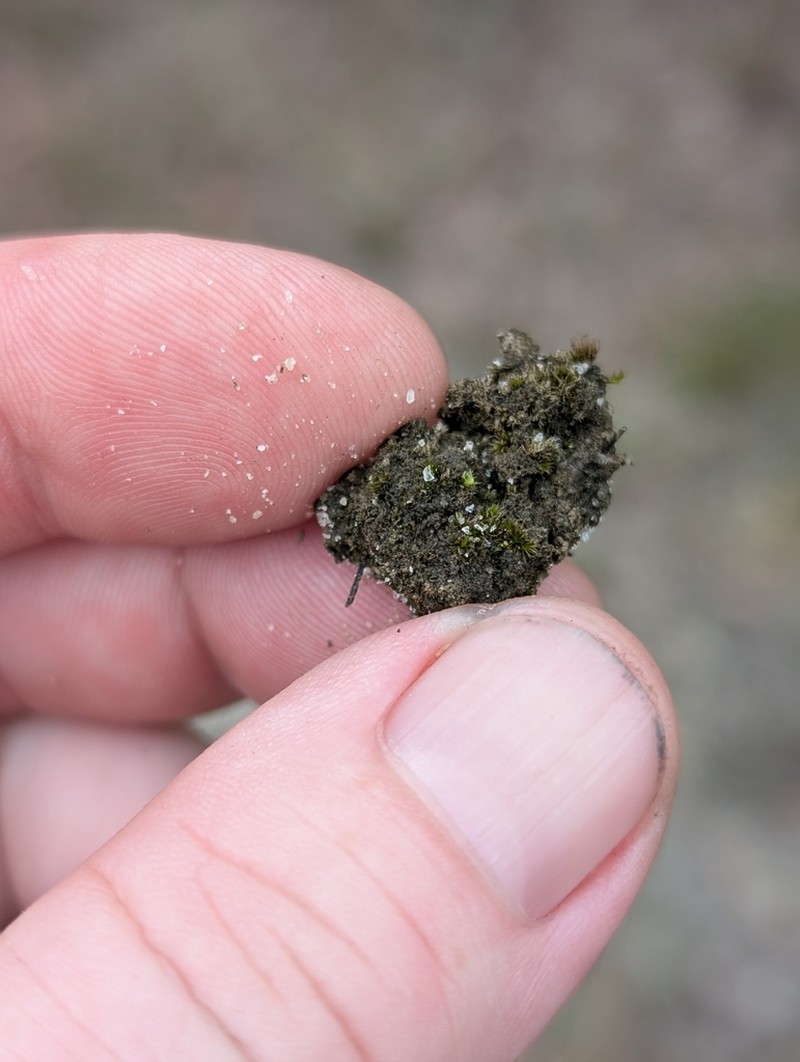 Ravenel's Pleuridium Moss