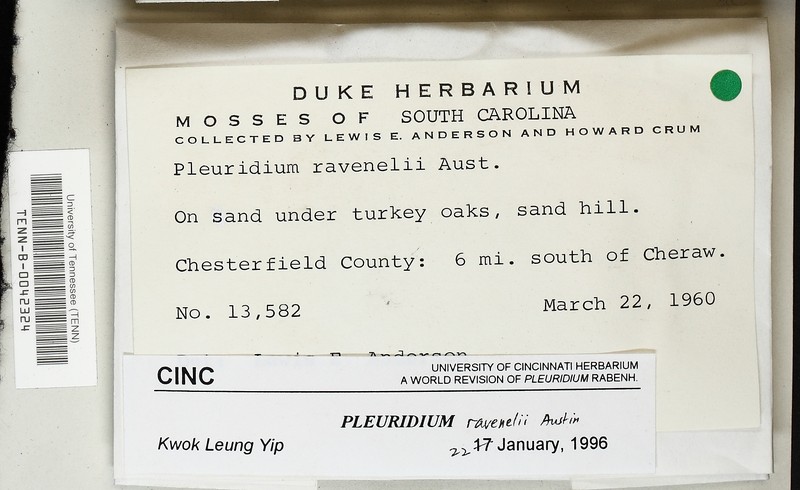 Ravenel's Pleuridium Moss photo 2