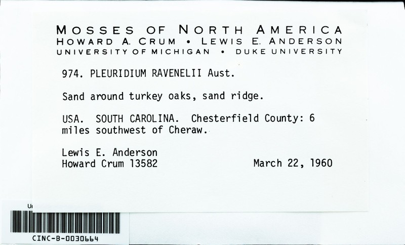 Ravenel's Pleuridium Moss photo 4