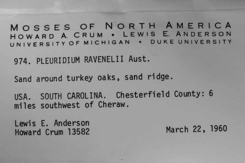 Ravenel's Pleuridium Moss photo 6