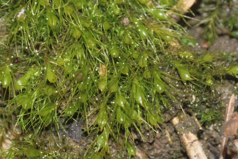 Pleuridium Moss