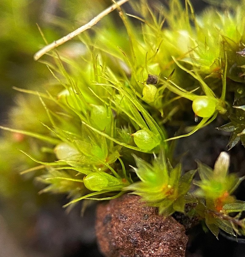 Pleuridium Moss