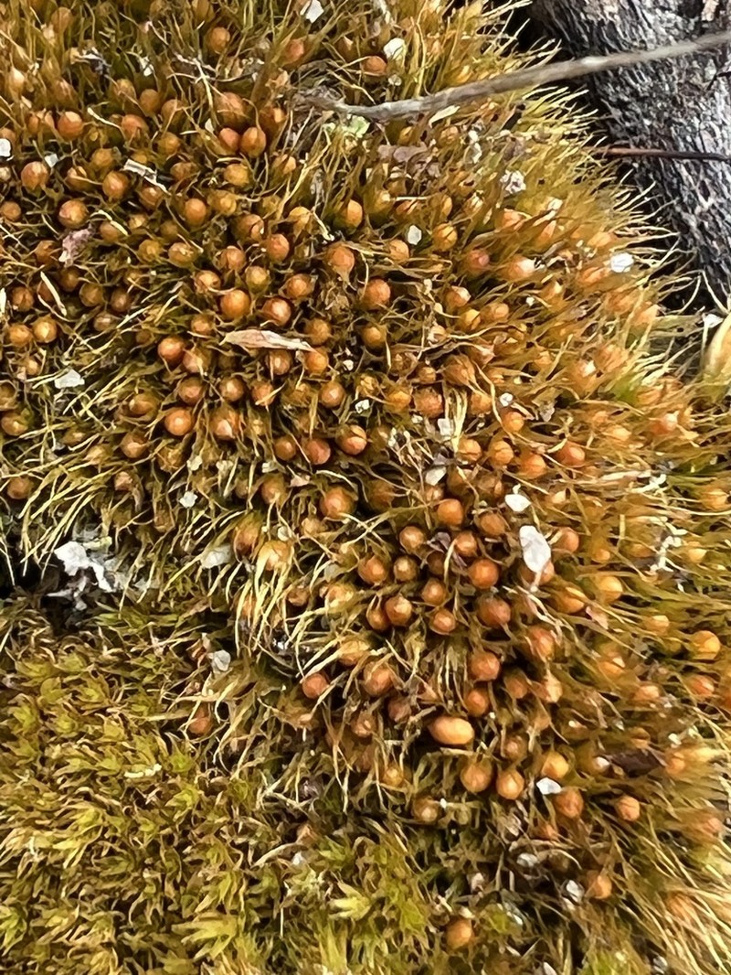 Pleuridium Moss photo 2