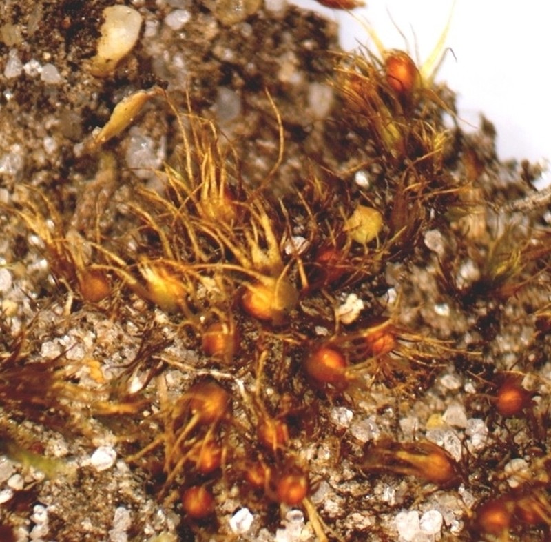 Pleuridium Moss photo 3