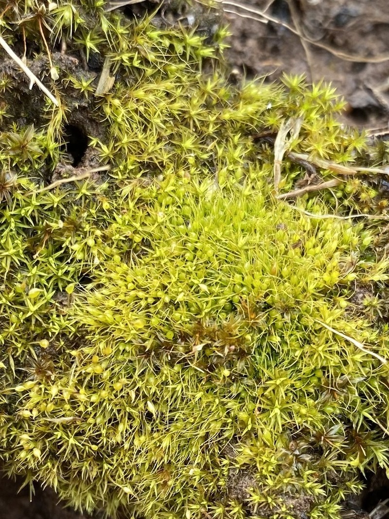 Pleuridium Moss photo 4