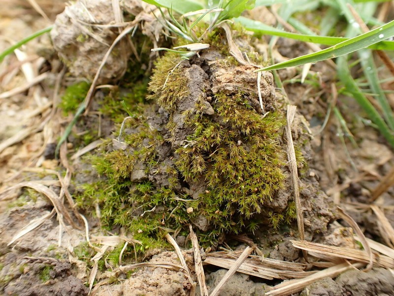 Pleuridium Moss photo 5