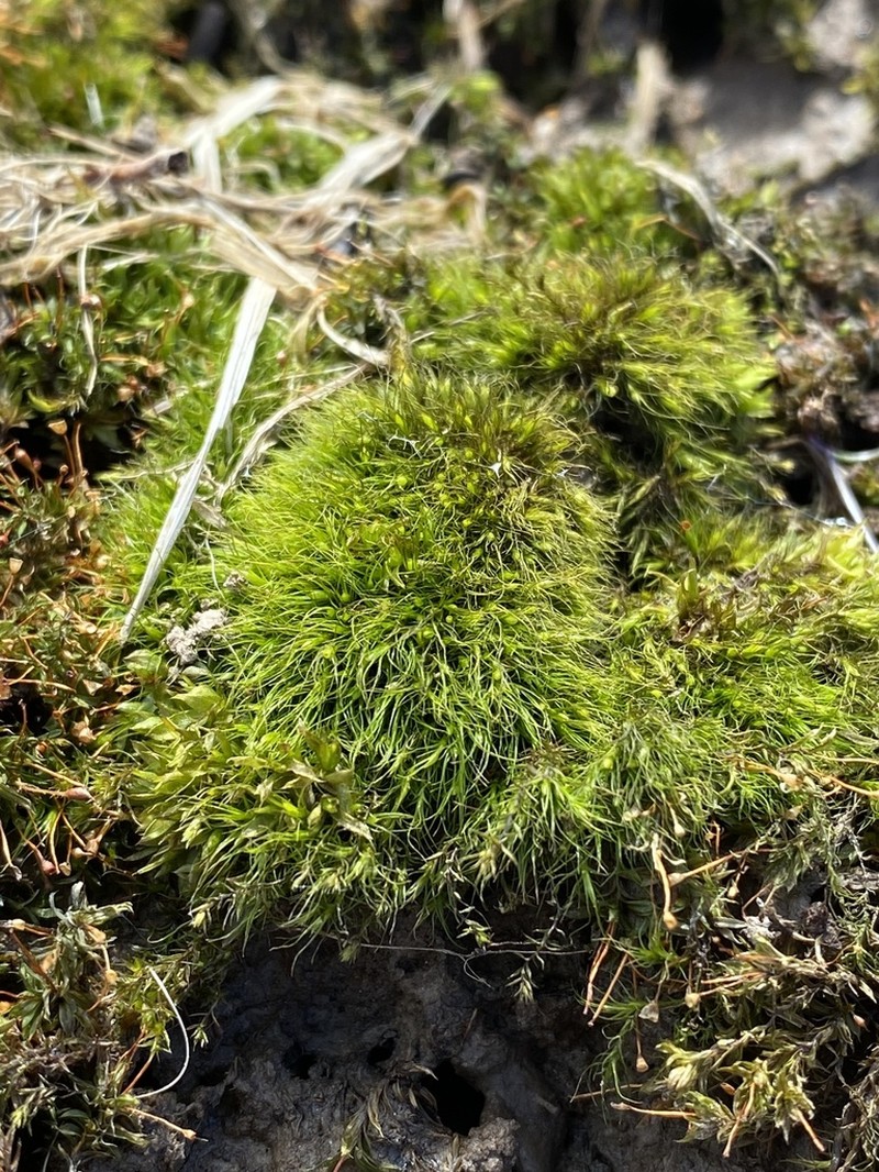 Pleuridium Moss photo 6