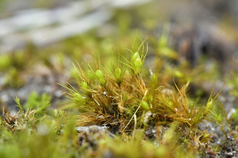 Pleuridium Moss photo 7