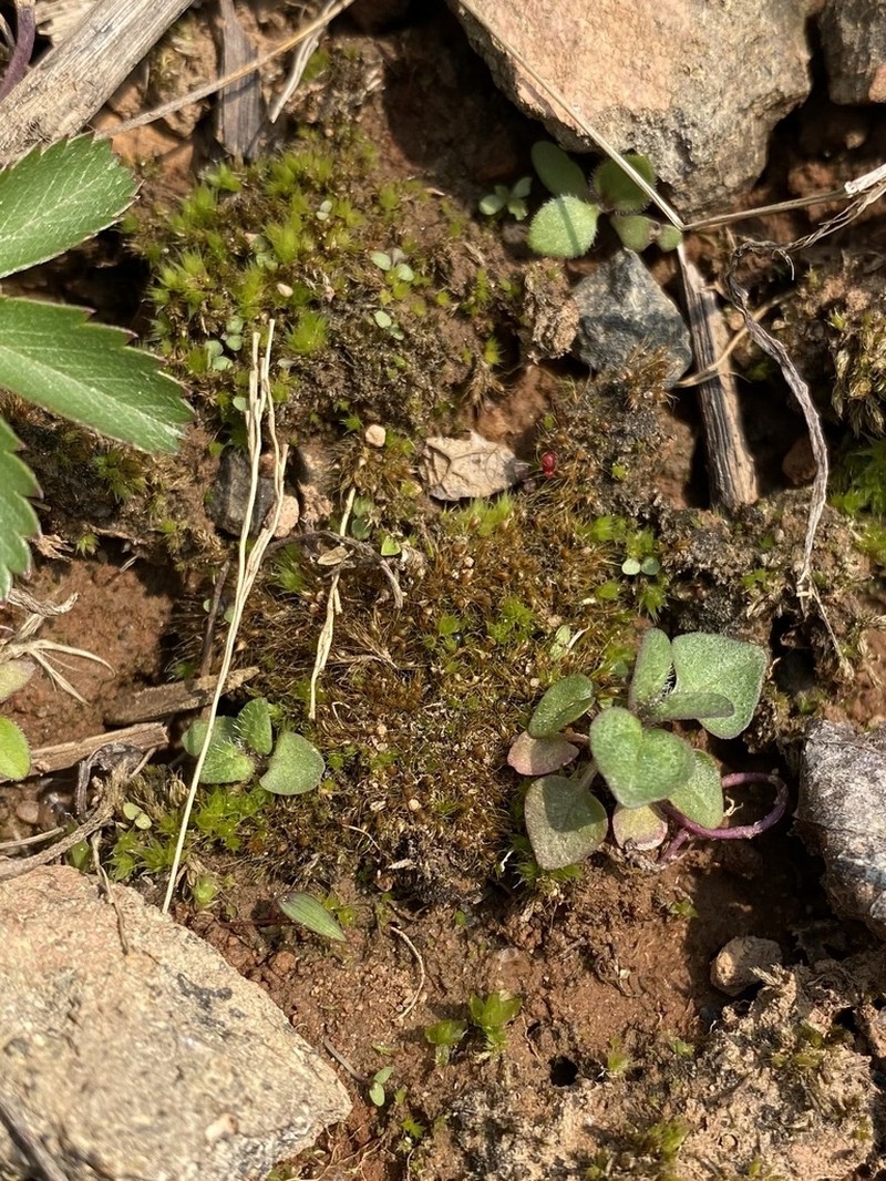 Pleuridium Moss photo 8