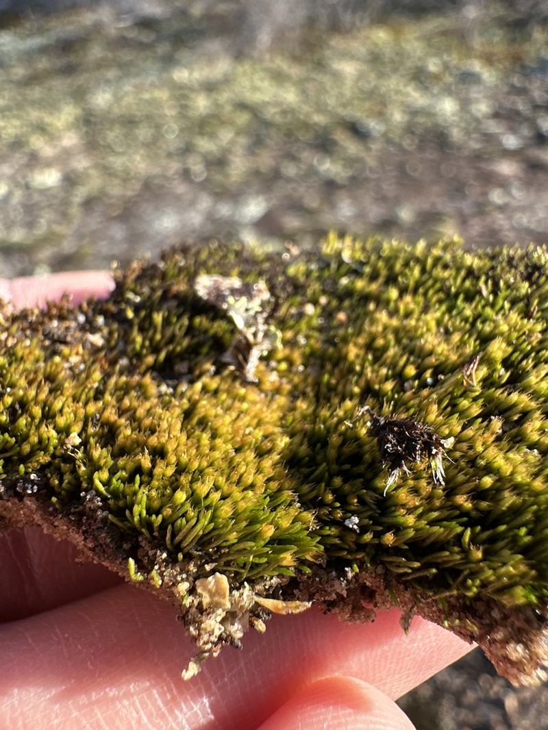 Sullivant's Pleuridium Moss