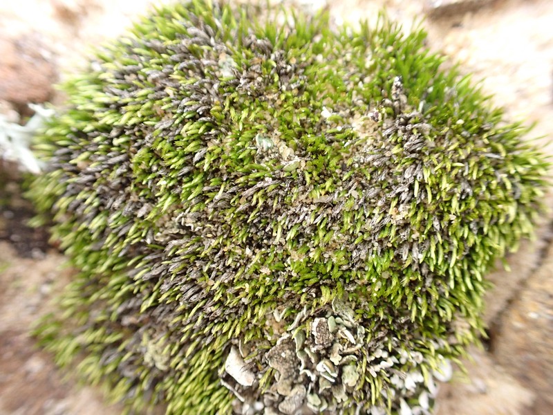Sullivant's Pleuridium Moss photo 4