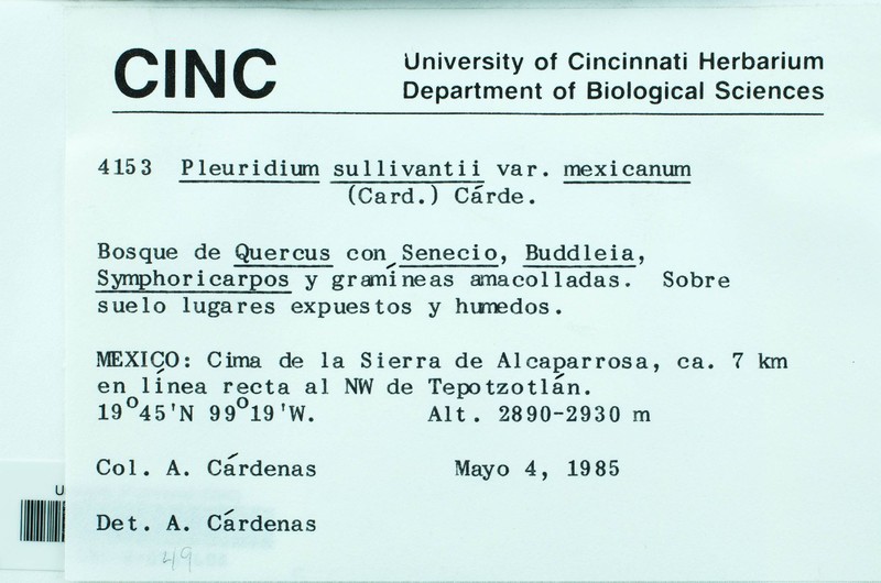 Sullivant's Pleuridium Moss photo 5
