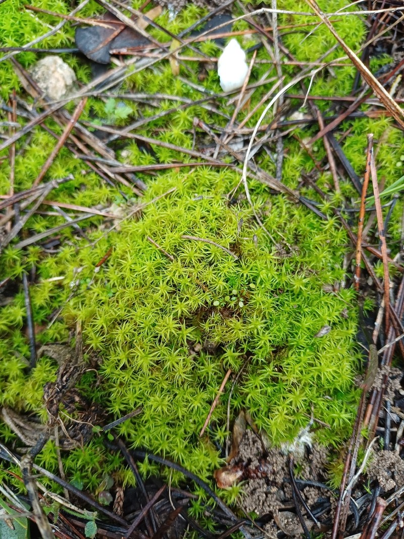 Square Pleurochaete Moss