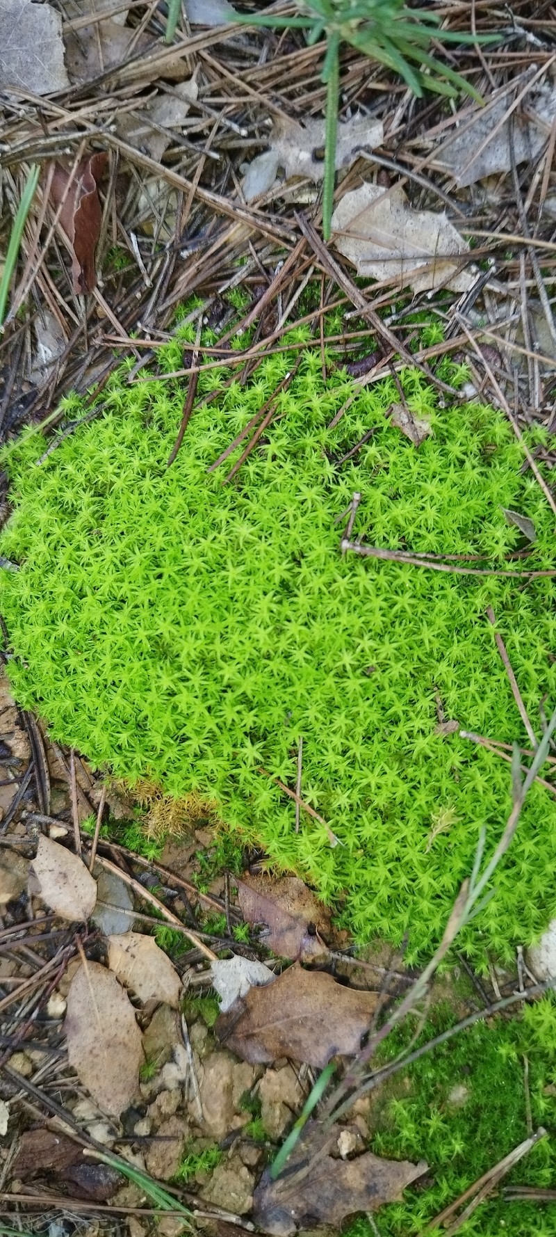 Square Pleurochaete Moss photo 2