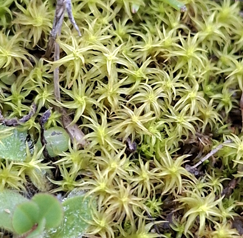Square Pleurochaete Moss photo 3