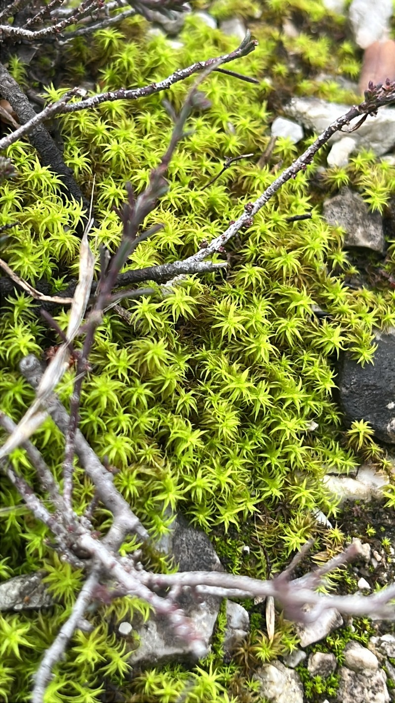 Square Pleurochaete Moss photo 4
