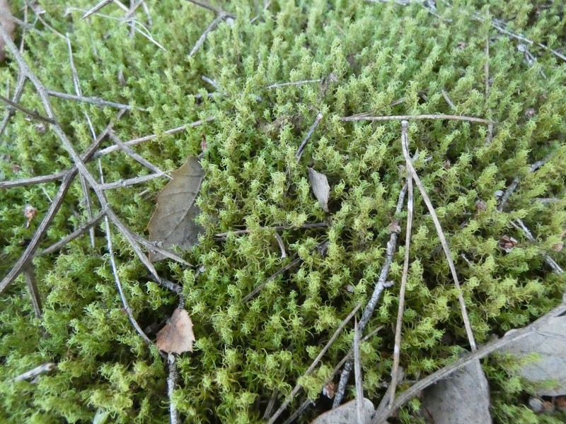 Square Pleurochaete Moss photo 5
