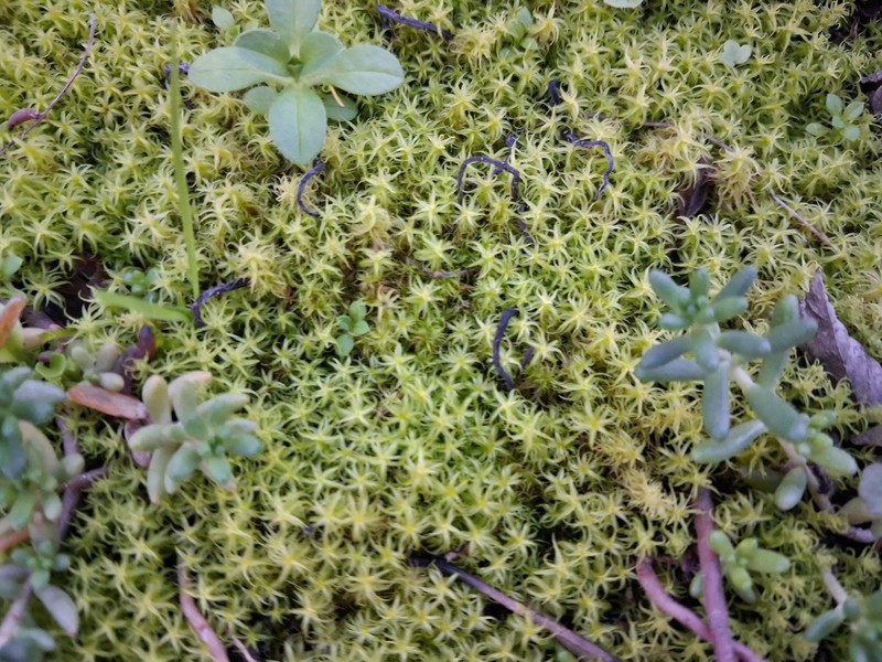 Square Pleurochaete Moss photo 6