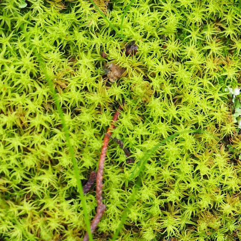 Square Pleurochaete Moss photo 7