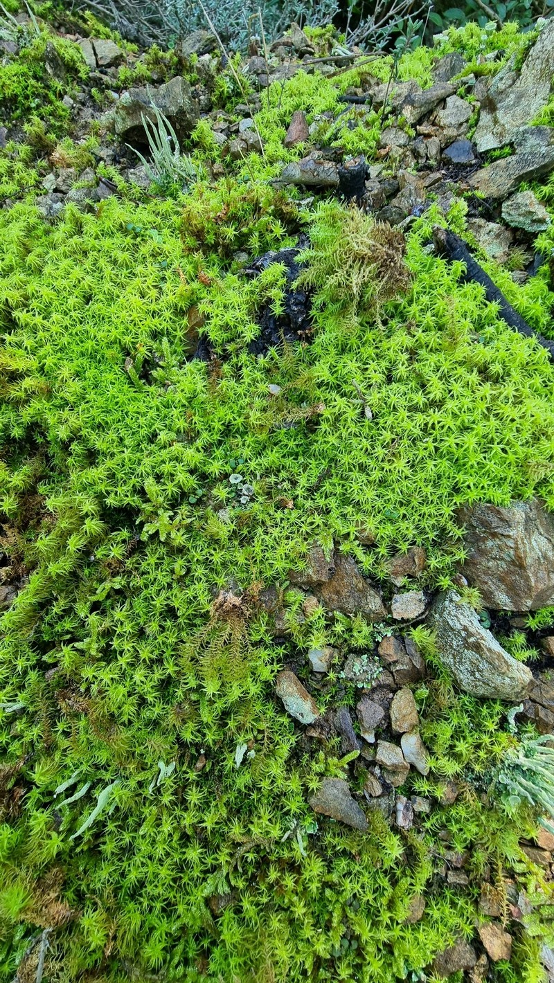 Square Pleurochaete Moss photo 8
