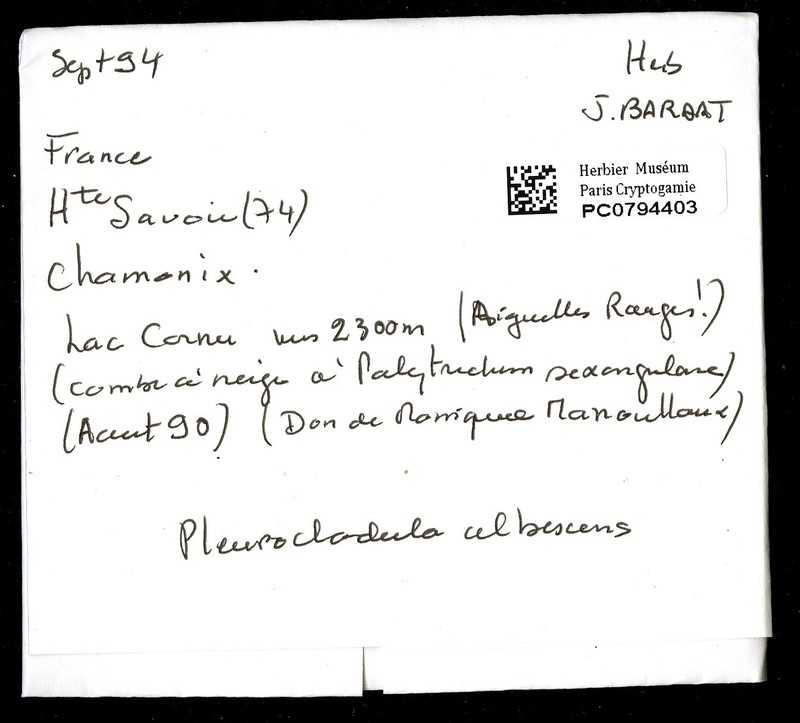Pleurocladula albescens photo 2