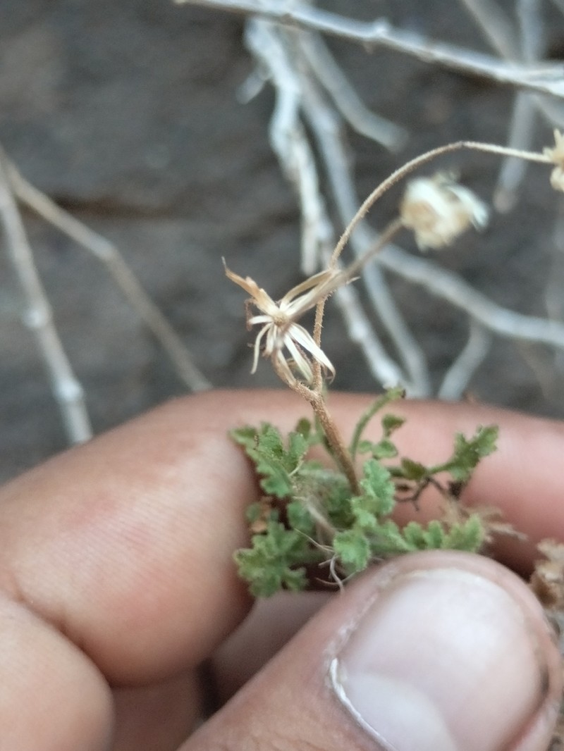 Pleurocoronis gentryi