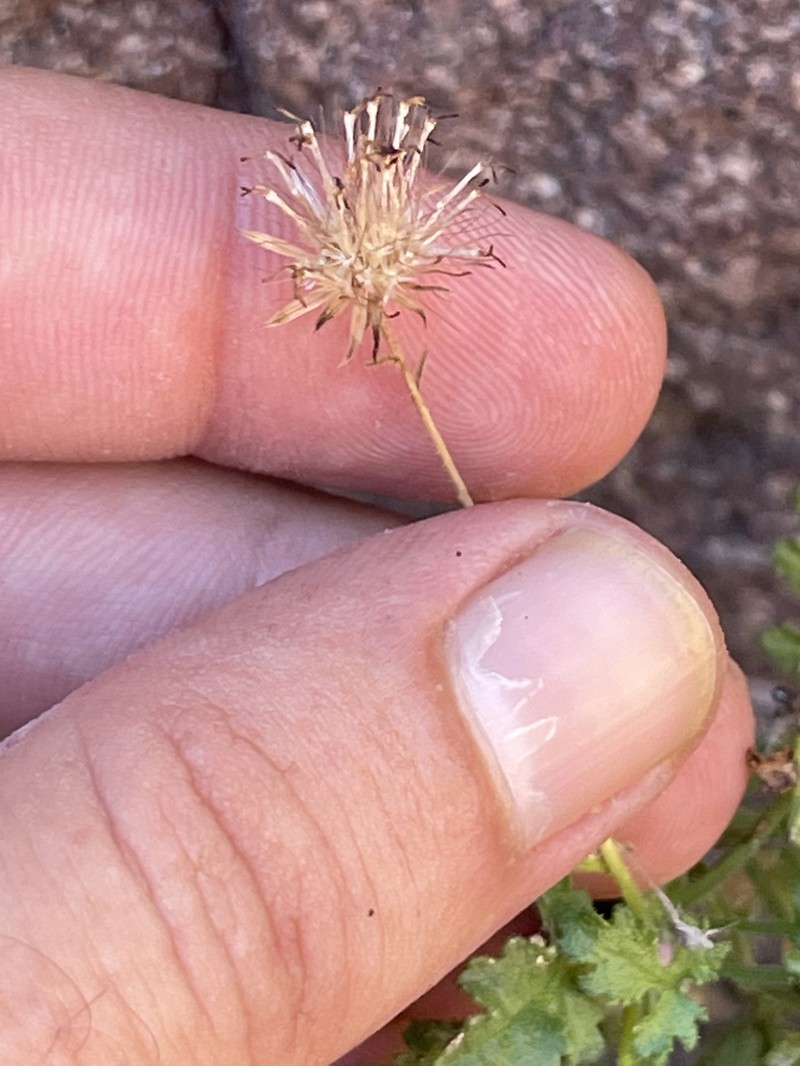 Pleurocoronis gentryi photo 2