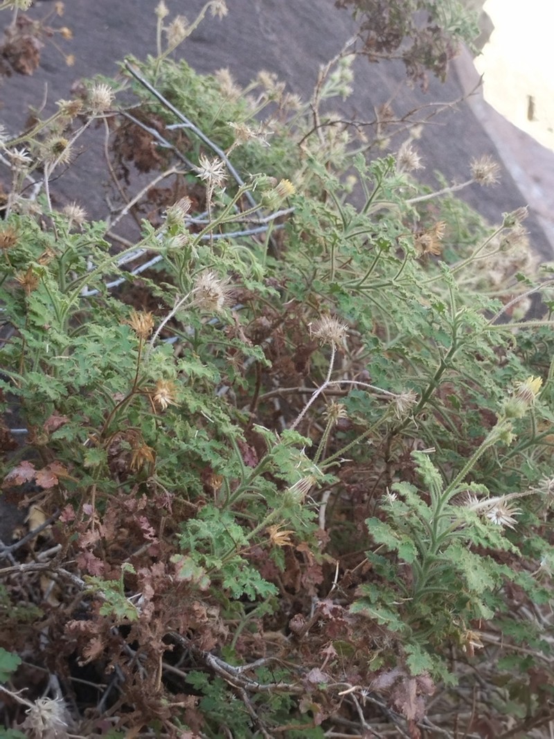 Pleurocoronis gentryi photo 6