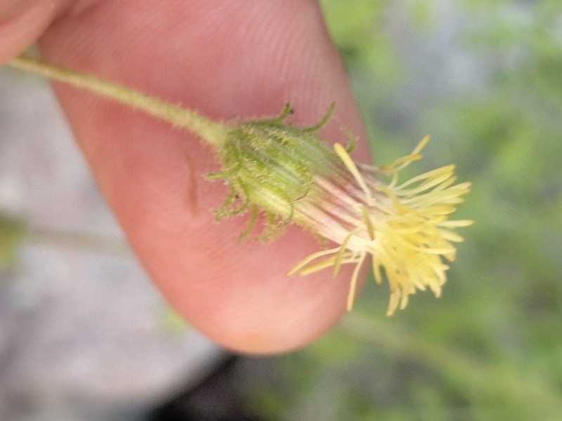 Pleurocoronis gentryi photo 7
