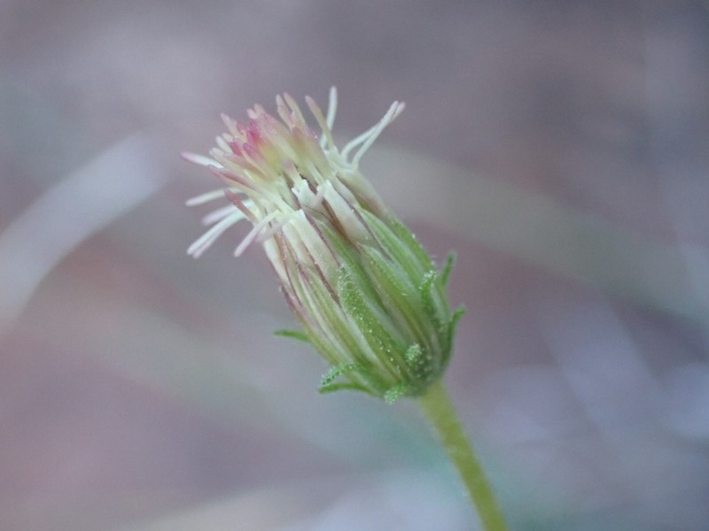 Pleurocoronis gentryi photo 8