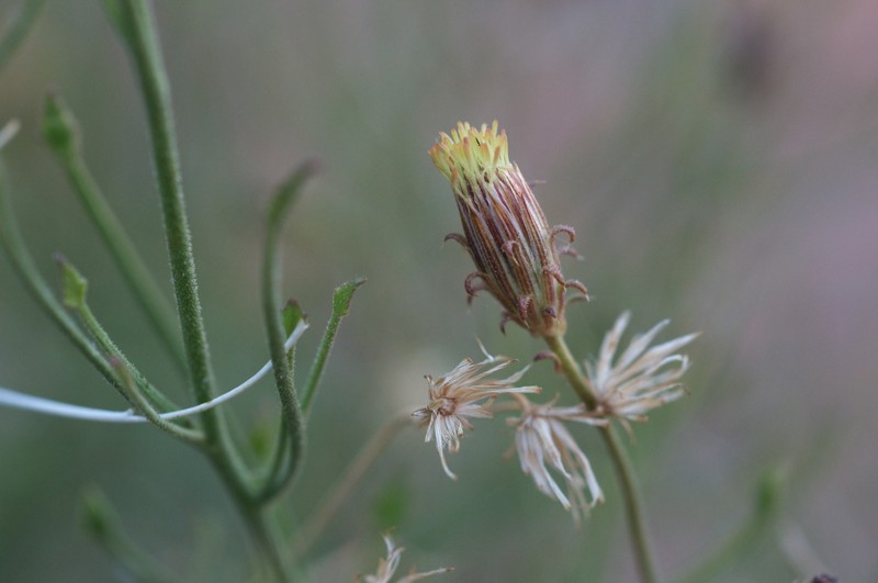Bush Arrowleaf