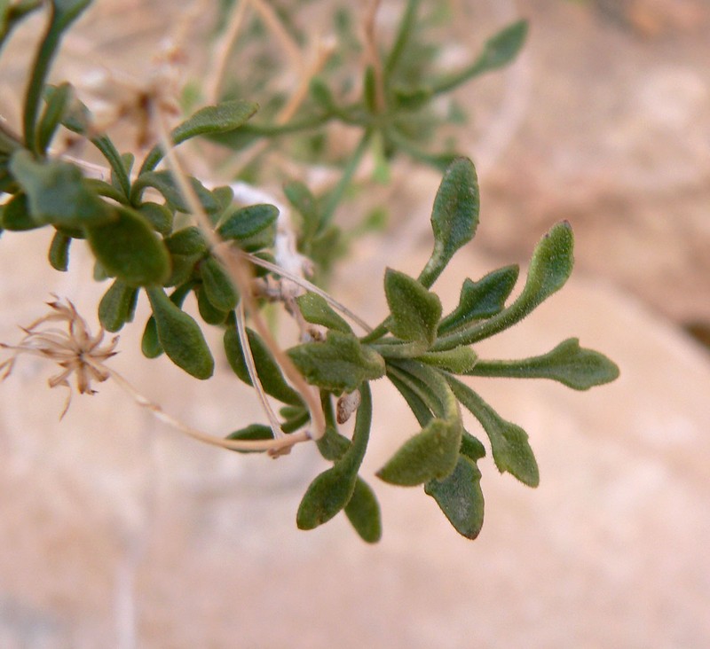 Bush Arrowleaf photo 6