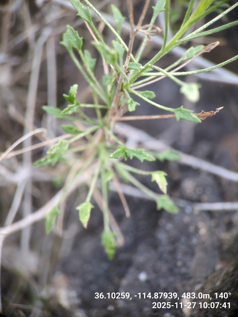 Bush Arrowleaf photo 4
