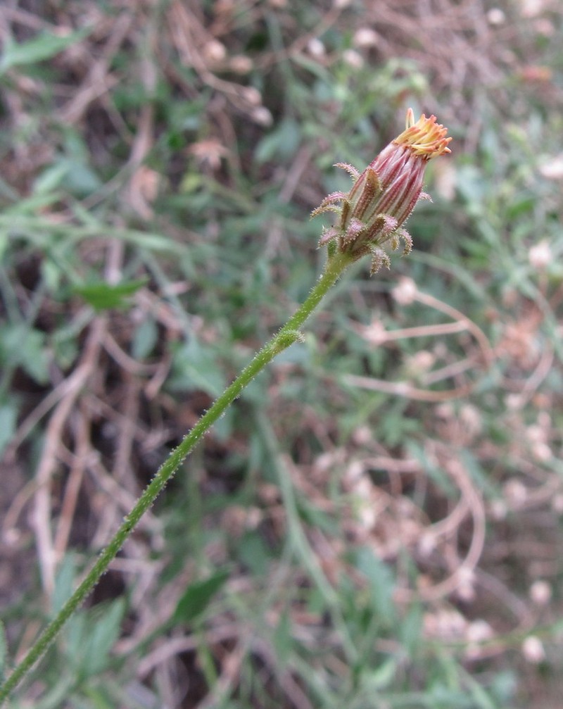 Bush Arrowleaf photo 5