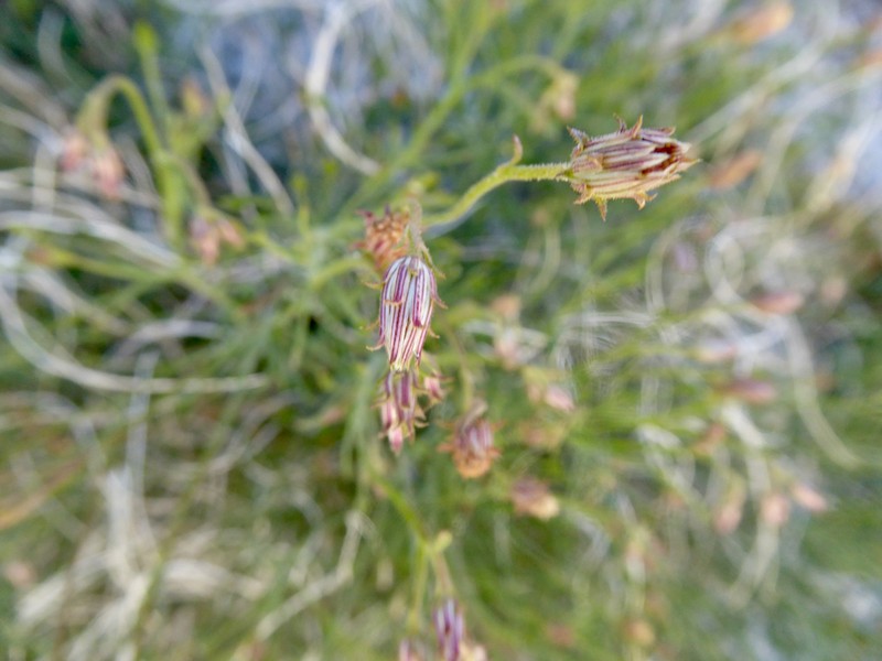 Bush Arrowleaf photo 7
