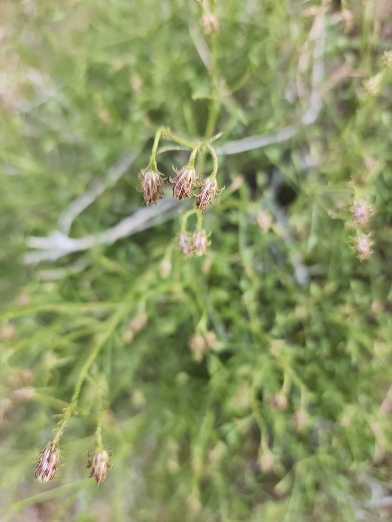 Bush Arrowleaf photo 8