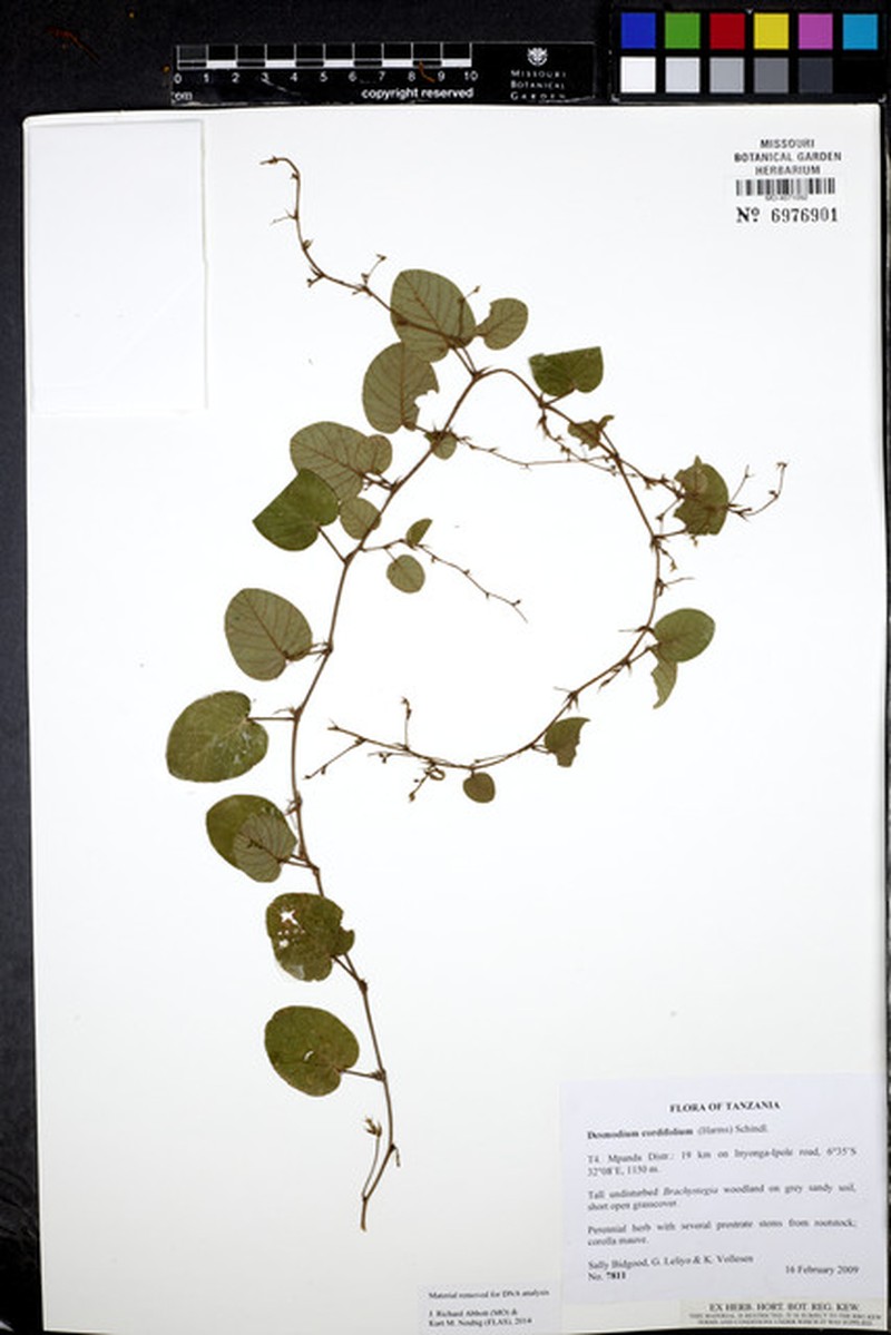 Pleurolobus flexuosus
