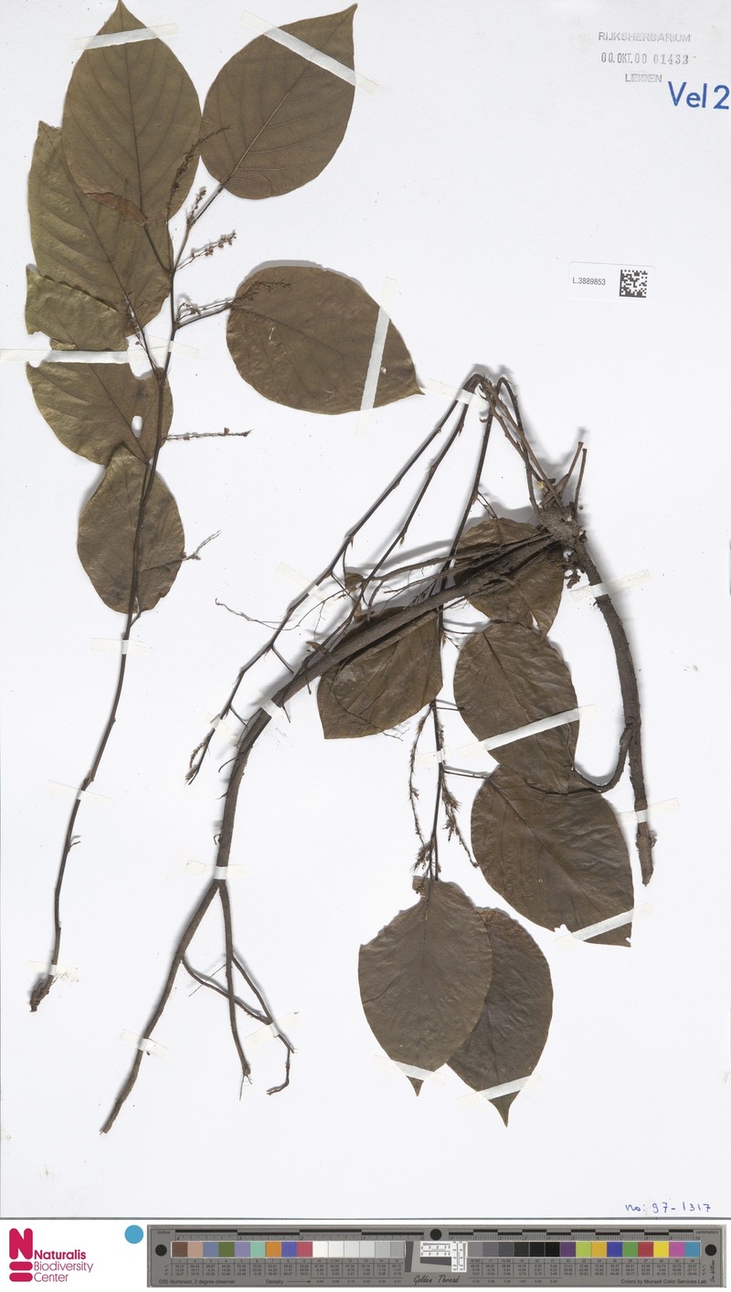 Pleurolobus flexuosus photo 2