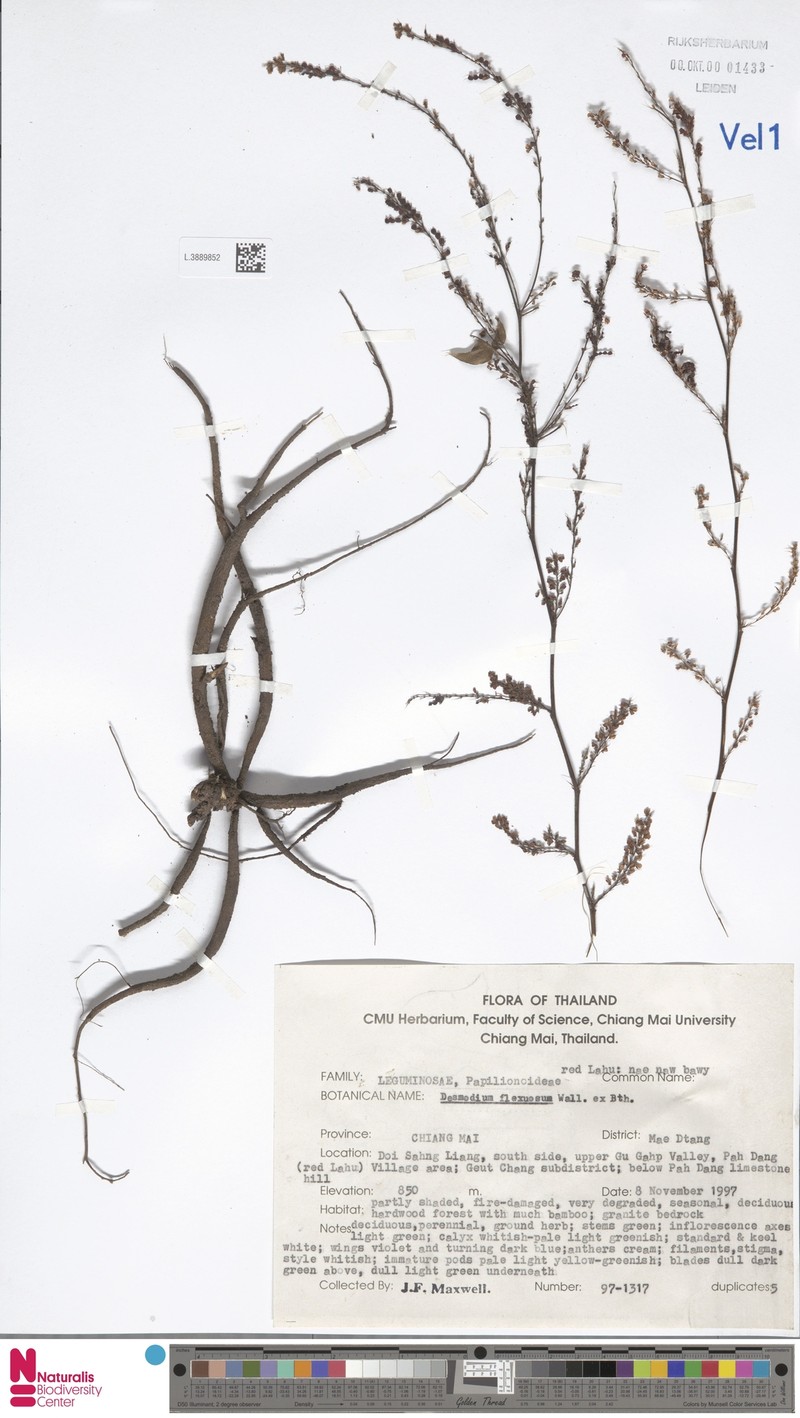 Pleurolobus flexuosus photo 3