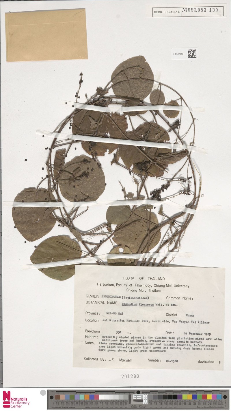 Pleurolobus flexuosus photo 4