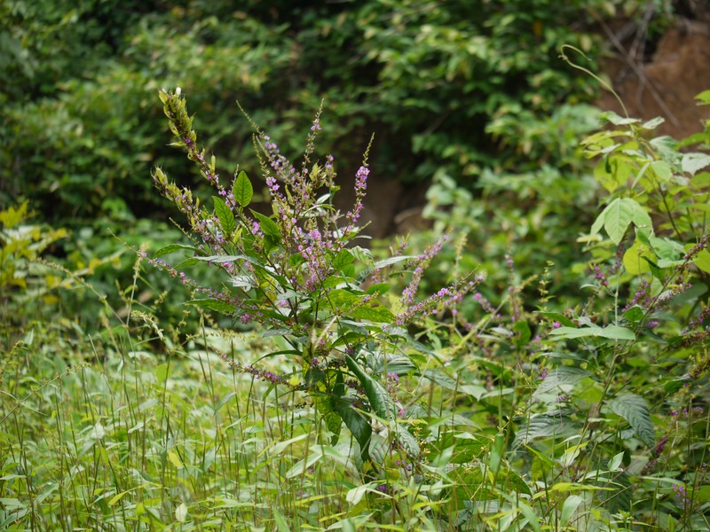 Desmodium gangeticum photo 8